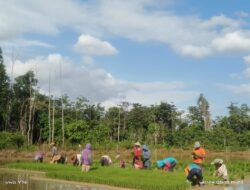 Babinsa Koramil 1311-02/Bungku selatan Dampingi Petani dalam Penanaman dan Pembersihan Rumput Tanaman Padi di Desa Lele Kabupaten Morowali