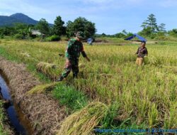 Babinsa Koramil 1311-04/Lembo Bersama Kelompok Tani Panen Padi di Desa Pontangoa, Kabupaten Morowali Utara