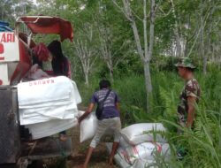 Babinsa Dukung Hanpangan Dengan Menghadiri Panen Raya Poktan Sukses Bersama Desa Mandula, Kecamatan Lemboraya, Kabupaten Morowali Utara