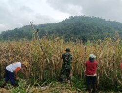 Babinsa Koramil 1311-03/Petasia Panen Jagung Bersama Para Petani di Morowali Utara