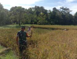 Babinsa Koramil 1311-04/Lembo Dampingi Panen Padi Sawah Tadah Hujan di Desa Ronta, Morowali Utara