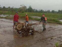 Babinsa Kodim 1311/Morowali Mendampingi Petani Mengolah Sawah di Kabupaten Morowali Utara