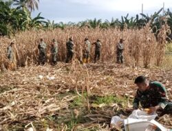 Para Babinsa Kodim 1311/Morowali Melaksanakan Pendampingan Panen Jagung di Desa Tirongan dan Desa Posangke 