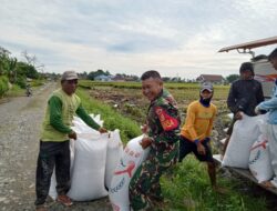Babinsa Kodim1311/Morowali Serda Mariyanto Dadi Dampingi Kelompok Tani Panen Padi di Desa Bumi Harapan