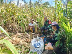 Babinsa Koramil 1311-03/Petasia, Kopda Herman Bantu Pengembangan Kebun Jagung di Desa Marale’e