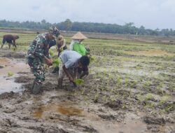 Tanam Padi Bersama Koramil 1311-03/Petasia di Desa Togo Mulya Untuk Mendukung Ketahanan Pangan Lokal dan Meningkatkan Kesejahteraan Petani