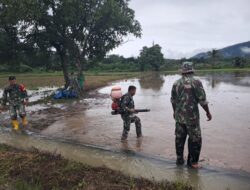 Wujudkan Ketahanan Pangan Para Babinsa Koramil 1311-04/Lembo, Tanam Padi Bersama Masyarakat di Desa Tinompo