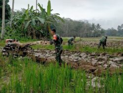 Perkuat Ketahanan Pangan Babinsa Koramil 1311-04/Lembo Kelolah Lahan Padi 