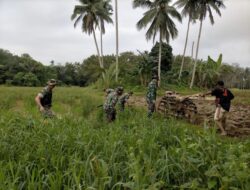 Tingkatkan Ketahanan Pangan Babinsa 1311-04/Lembo, Kelolah Sawah di Desa Beteleme