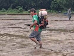 Dukung Ketahanan Pangan Babinsa Koramil 1311-04/Lembo Kelolah Area 10 Ha