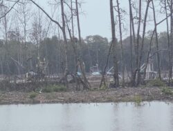 Gencarnya Pemda Kampanye Untuk Penyelamatan Kawasan Hutan Mangrove atau Bakau “Pentingnya” Penyelamatan Paru-paru Dunia