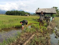 Babinsa Koramil 1311-06/Bungku Utara Dukung Ketahanan Pangan dengan Pendampingan Petani di Desa Pandauke