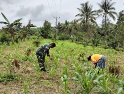 Dukung Ketahanan Pangan Babinsa 1311-05/Mori Atas, Dampingi Petani Jagung