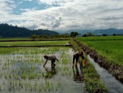 Babinsa Kodim 1311/Morowali Laksanakan Pendampingan Ketahanan Pangan