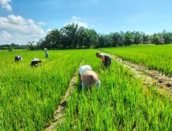 Babinsa Kodim 1311/Morowali Dampingi Petani Padi di Desa Togo Mulya