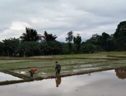 Babinsa Kodim 1311/Morowali Bantu Petani Desa Ensa Memelihara Tanaman Padi