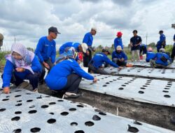 PT Timah Gelar Pelatihan Budidaya Bawang Merah