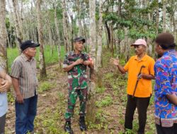 Lewat Petani Karet, Babinsa Koramil 1311-04/Lembo Gelar Komsos 