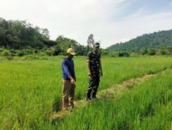 Babinsa Koramil 1311-06/Bungku Utara Dampingi Warga dalam Perawatan Padi Sawah di Desa Opo