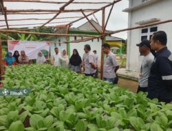 Memberdayakan Kelompok Perempuan Pesisir untuk Mendukung Ketahanan Pangan, PT Timah Gandeng Kelompok Lanjut Bestari Tanam Sayuran