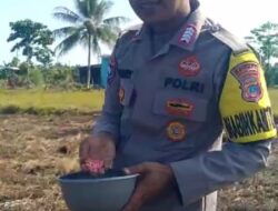 Polsek Bumi Raya Dorong Ketahanan Pangan di Lahan Petani Binaan