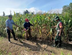 Babinsa Koramil 1311-05/Mori Atas Dukung Ketahanan Pangan di Desa Tomata