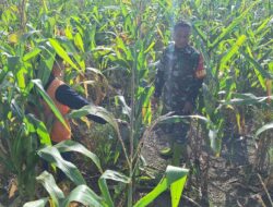 Pendampingan Babinsa untuk Petani Jagung, Dukung Produktivitas Pertanian di Desa Peonea