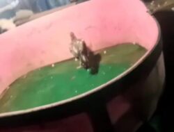 Gelanggang Sabung Ayam di Simpang Lima, Diduga Dibekingi Oknum Tertentu