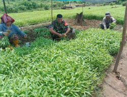 Babinsa Berikan Pendampingan Budidaya Kangkung di Desa Siumbatu