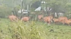 Gegara Ternak Sapi Membuat Warga Kolono Resah dan Keadaan tidak Kondusif, Pemda Morowali Diminta Bertindak