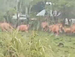 Gegara Ternak Sapi Membuat Warga Kolono Resah dan Keadaan tidak Kondusif, Pemda Morowali Diminta Bertindak