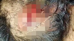 Diduga Cemburu, Oknum ASN di Morowali Aniaya Warga Desa Laroue Hingga Kepala Luka dan Tangan Kiri Patah